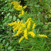 Sweet Goldenrod
