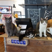 Visit a Cat Cafe
