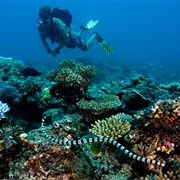 Great Astrolabe Reef