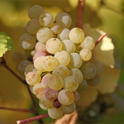Riesling