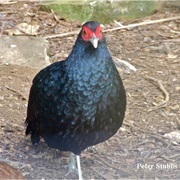Salvadori's Pheasant