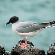 Swallow-Tailed Gull