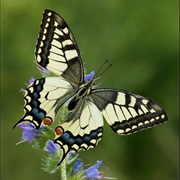 Aggtelek / Slovak Karst NP, Hungary / Slovakia