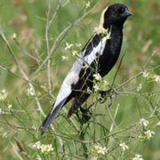 Lacreek National Wildlife Refuge