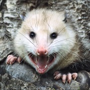 Killed an Animal on Accident