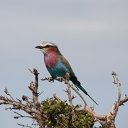 Lake Manyara, Tanzania