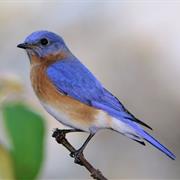 Eastern Bluebird