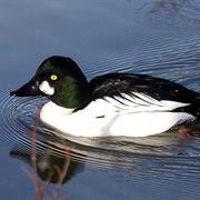 Common Goldeneye