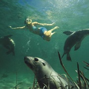 Swim With Sealions