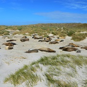 Sea Lion Island, Falkland Islands