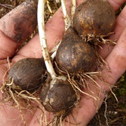 Common Camas (Camassia Quamash)