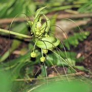 Tacca Ankaranensis