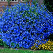 Lobelia