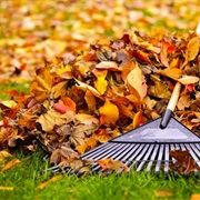 Raking Leaves
