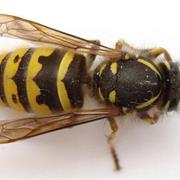 Wasps