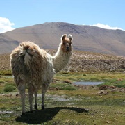 Route of Parks, Chile