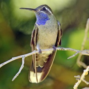 Blue-Throated Hummingbird