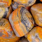 Bumblebee Jasper