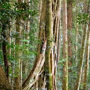 Poona National Park (QLD)