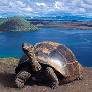 Go to the Galapagos