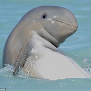 Blunt-Nosed Dolphin