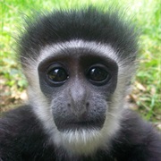 Colobus Monkey