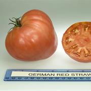 German Red Strawberry