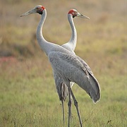 Brolga