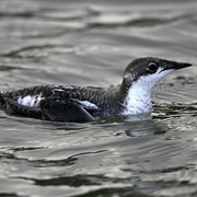 Long-Billed Murrelet