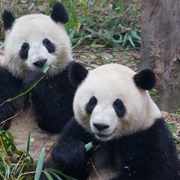 Visiting the Panda Bears in Chengdu, China
