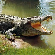 See a Wild Crocodile