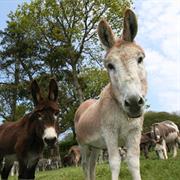 Sidmouth Donkey Sanctuary