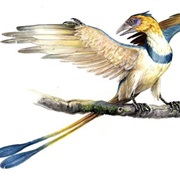 Confuciusornis