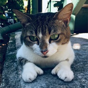 Polydactyl Cats at Hemingway House, Key West, Florida