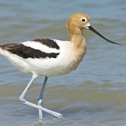 American Avocet