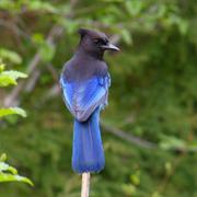 Steller's Jay