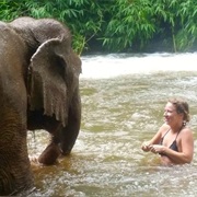 Swim With Elephants