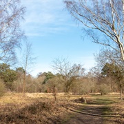 Witley and Milford Commons (NT)