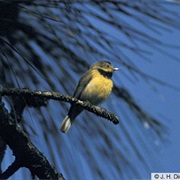 Bachman's Warbler (Possibly Extinct)