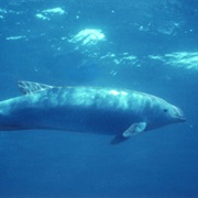 Burmeister's Porpoise