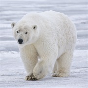 A Polar Bear's Outer Fur Is Called 'Guard Hair'