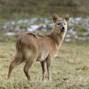 Chinese Water Deer