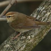 Swainson's Warbler