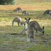 Tidbinbilla Nature Reserve
