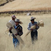 Q'eswachaka Bridge Rituals, Peru