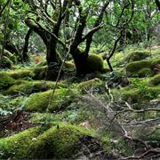 Garajonay National Park