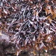 False Irish Moss (Mastocarpus Stellatus)