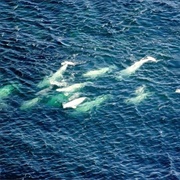 Churchill River Beluga Whales, Churchill, Manitoba