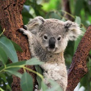 Lone Pine Koala Sanctuary