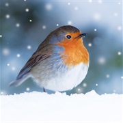 Robin Day (Small Birds Struggling in Winter - December 21)